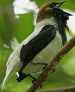 Bearded Bellbird