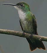 White-chested Emerald