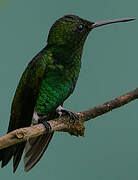 Copper-rumped Hummingbird