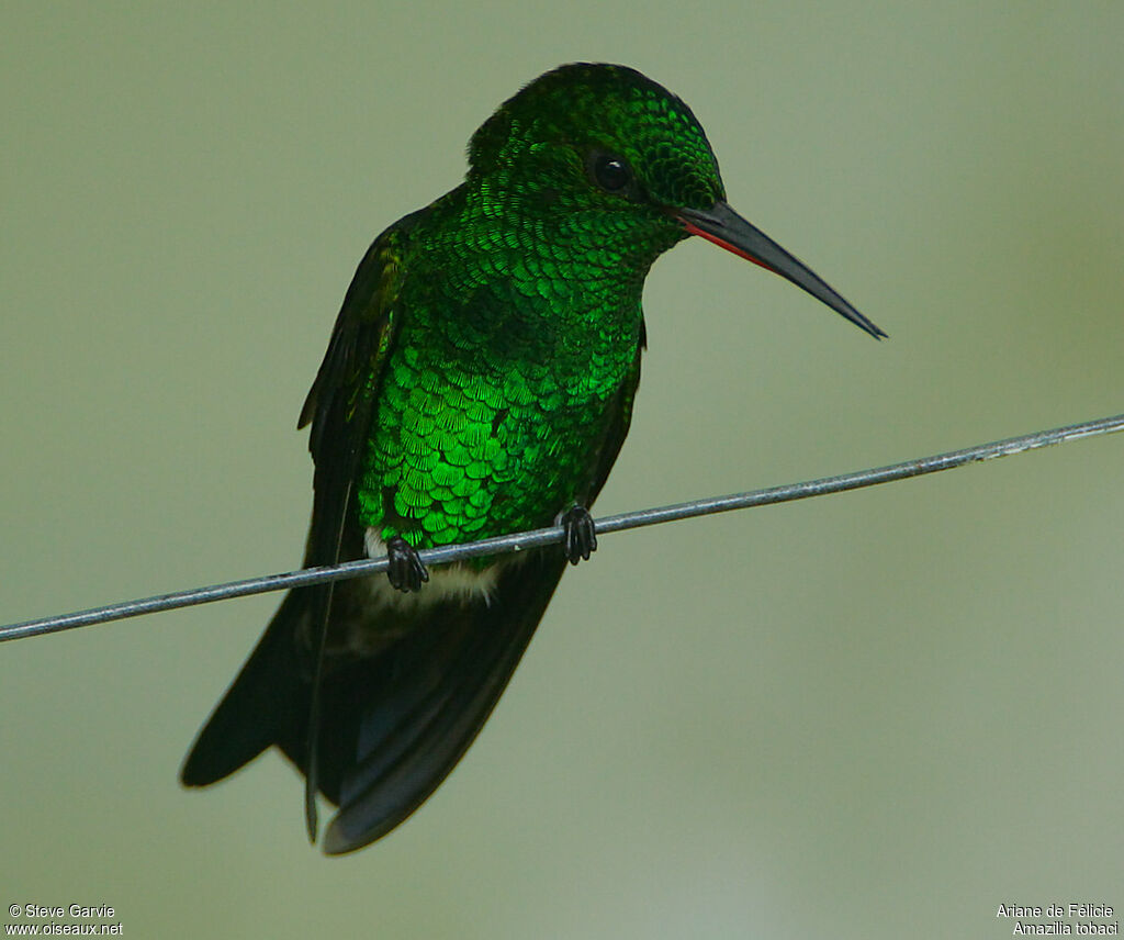 Copper-rumped Hummingbird male adult breeding