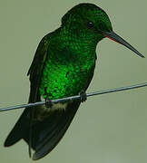 Copper-rumped Hummingbird