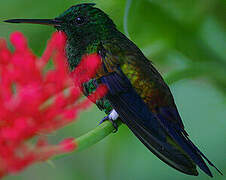 Copper-rumped Hummingbird