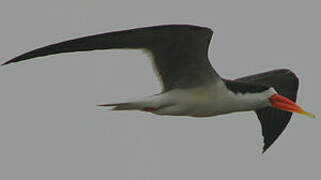 African Skimmer