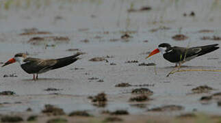 African Skimmer