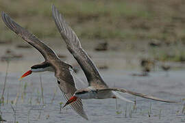 African Skimmer