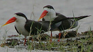 African Skimmer