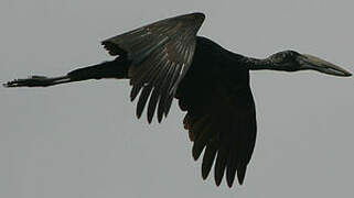 African Openbill