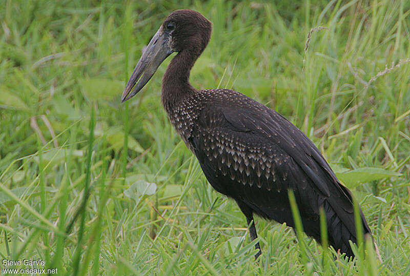 Bec-ouvert africainjuvénile, identification