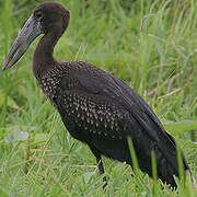 African Openbill