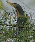 Dwarf Bittern