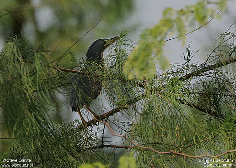 Dwarf Bitternadult breeding