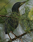 Dwarf Bittern