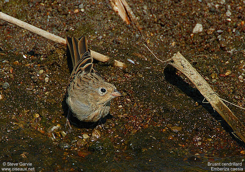 Cretzschmar's Bunting male adult post breeding