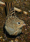 Cretzschmar's Bunting