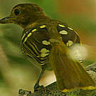 Bulbul à tête brune