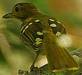 Bulbul à tête brune