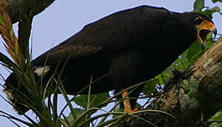 Common Black Hawk