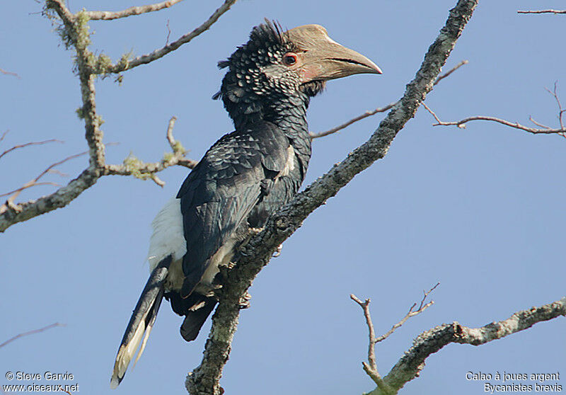 Silvery-cheeked Hornbill female adult breeding, identification