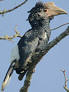 Silvery-cheeked Hornbill