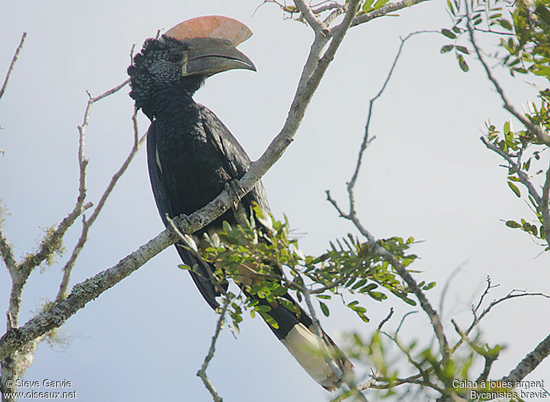 Silvery-cheeked Hornbill male adult breeding