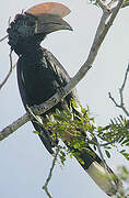 Silvery-cheeked Hornbill