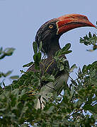 Crowned Hornbill