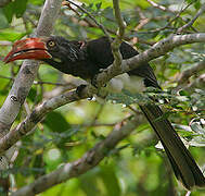 Crowned Hornbill