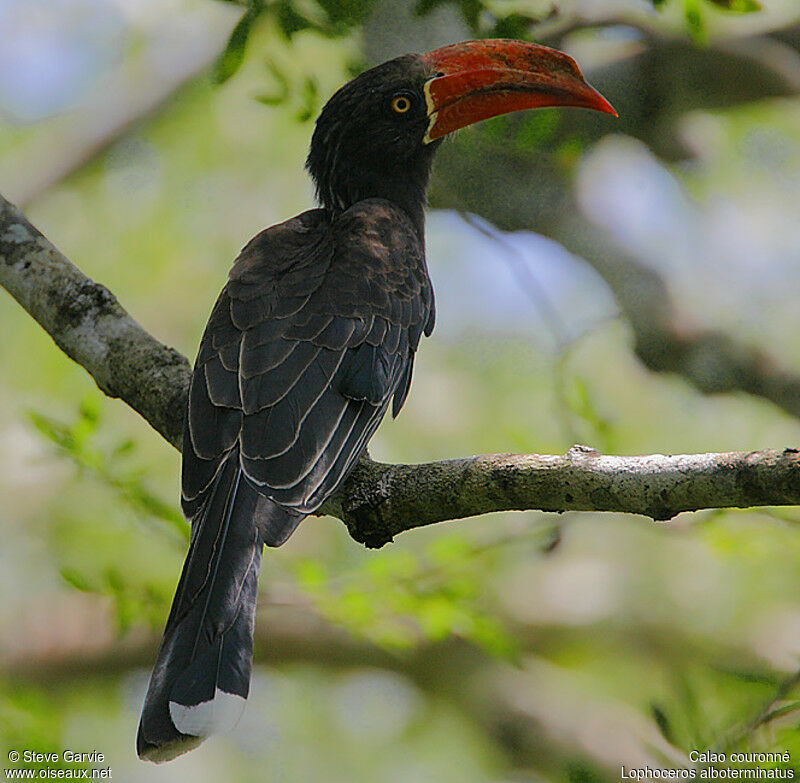 Crowned Hornbill male adult breeding