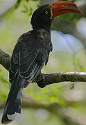 Crowned Hornbill