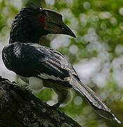 Trumpeter Hornbill