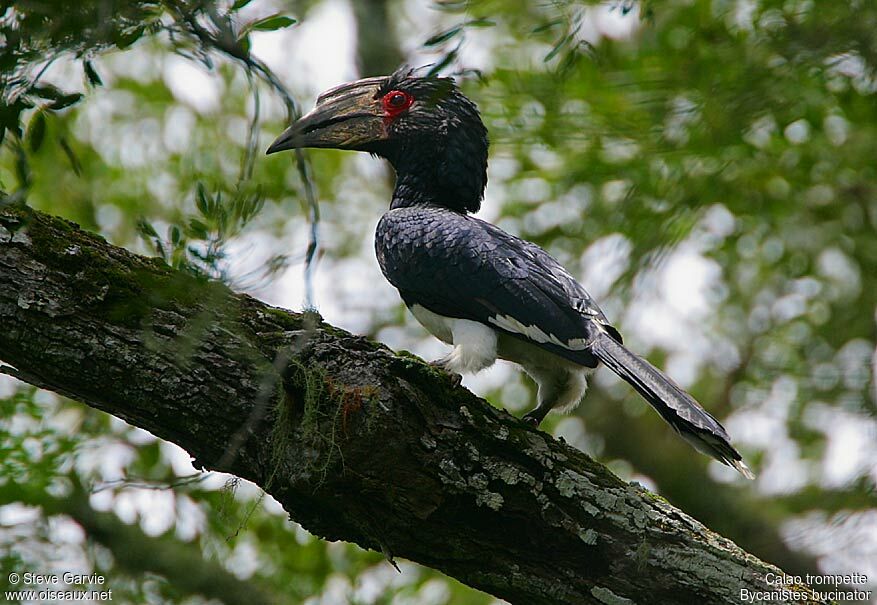 Trumpeter Hornbill female adult breeding