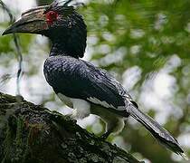 Trumpeter Hornbill