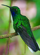 White-tailed Sabrewing