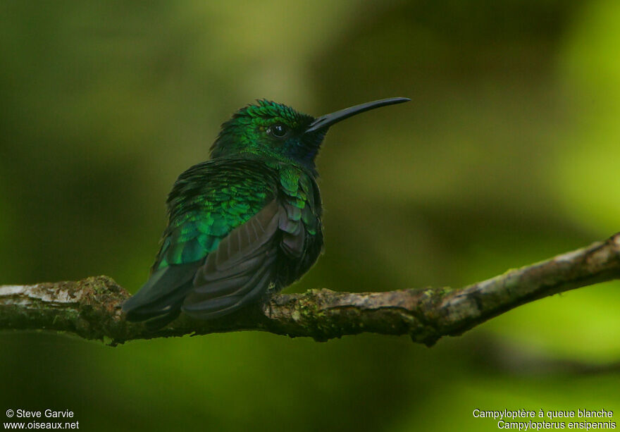 White-tailed Sabrewing male adult breeding