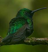 White-tailed Sabrewing