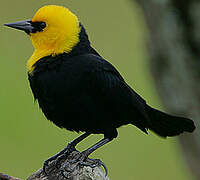 Yellow-hooded Blackbird