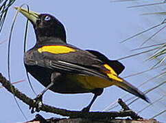 Yellow-rumped Cacique