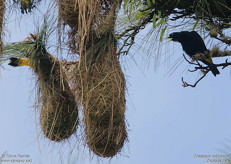 Yellow-rumped Cacique male adult breeding