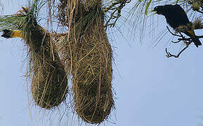 Yellow-rumped Cacique