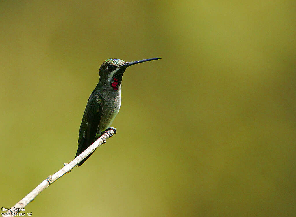 Colibri corinne mâle adulte nuptial, identification