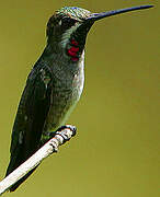 Long-billed Starthroat