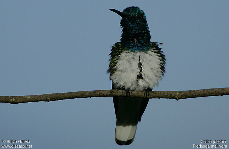 White-necked Jacobin male adult breeding