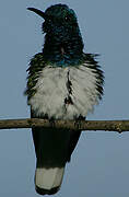 White-necked Jacobin