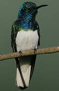 White-necked Jacobin