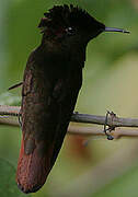 Ruby-topaz Hummingbird