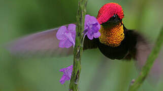 Colibri rubis-topaze