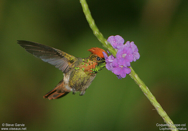 Tufted Coquette male adult breeding