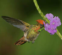 Tufted Coquette