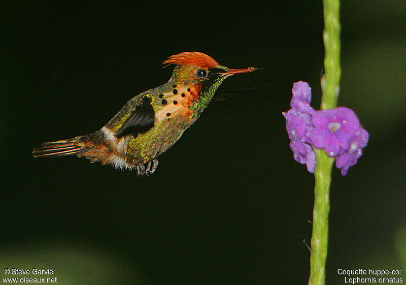 Tufted Coquette male adult breeding