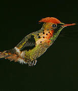 Tufted Coquette